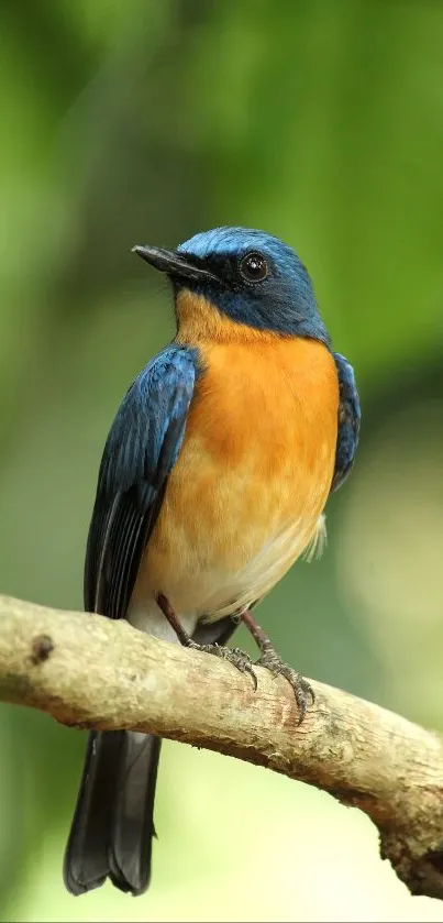 Vibrant bluebird perched on a branch with blurred green background.