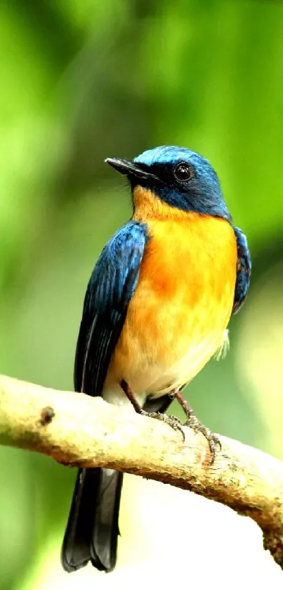 A vibrant bluebird perched on a branch against a green background.