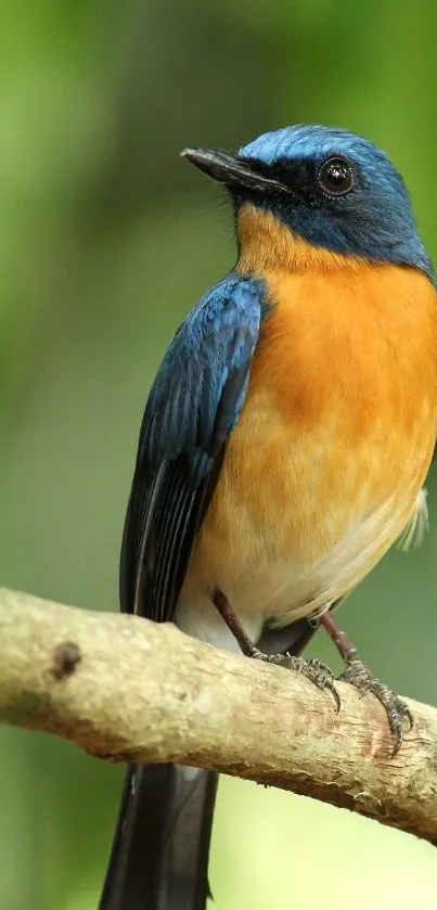 Vibrant bluebird resting on a branch in nature.