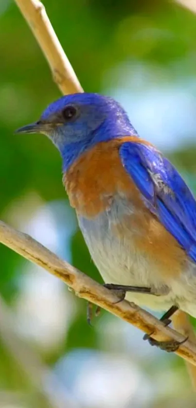 Vibrant bluebird perched on a branch with lush green background.