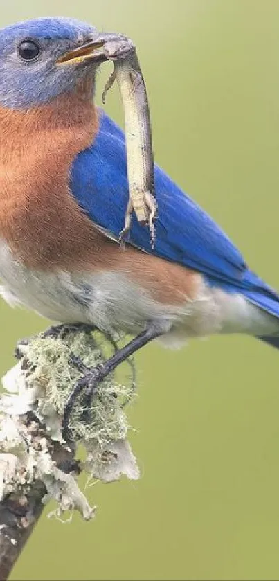 A colorful bluebird on branch surrounded by green background.