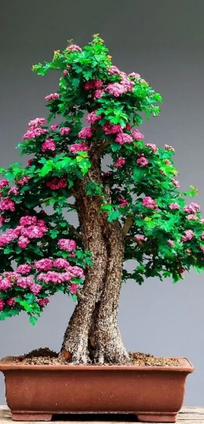 Vibrant bonsai tree with pink flowers in a pot.