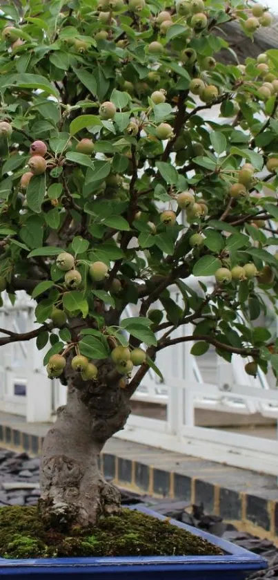 Bonsai tree in a blue pot with green leaves.