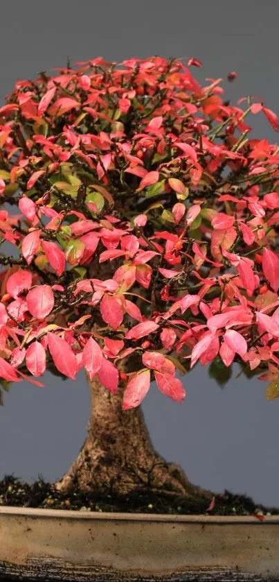 Bonsai tree with pink leaves on gray background.