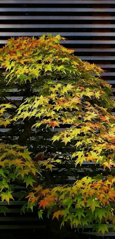 Wallpaper of a vibrant bonsai tree against wooden blinds.