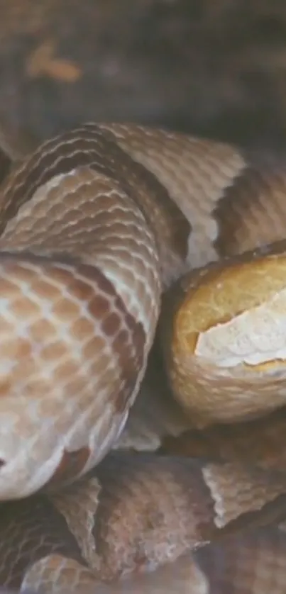 Close-up image of a brown snake with intricate scale details.