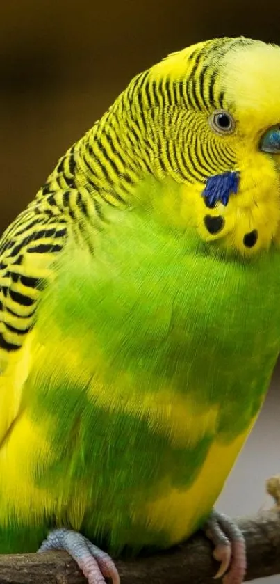 Vibrant green and yellow budgerigar perched on a branch.