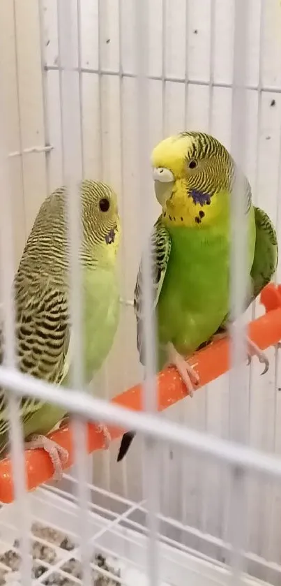 Vibrant budgies perched inside a cage.