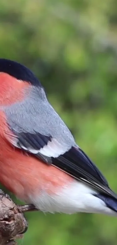 Vibrant bullfinch perched on a branch with a lush green backdrop.