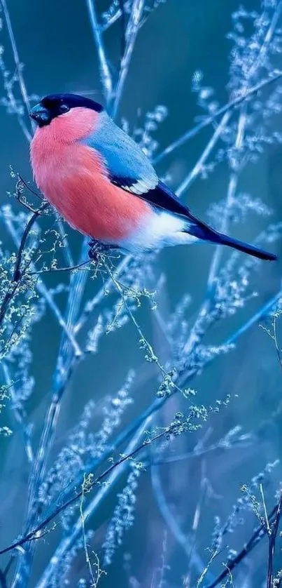 Bullfinch sitting on a frosty branch with a blue background.