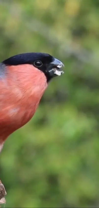 Bullfinch bird on a branch with lush green background.