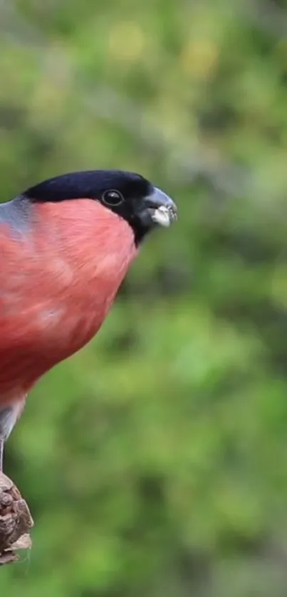 Bullfinch with vibrant red plumage perched on a branch.