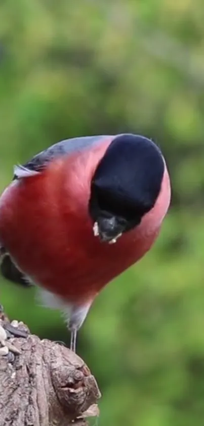 Bullfinch bird perched on tree with a green background.