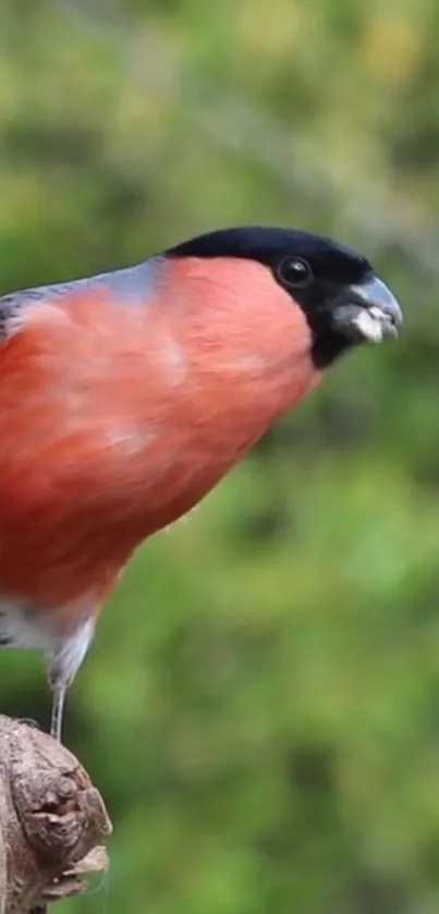 Bullfinch bird perched with green background, vibrant colors.