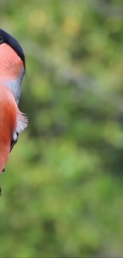 Bullfinch bird with orange plumage on a green background.