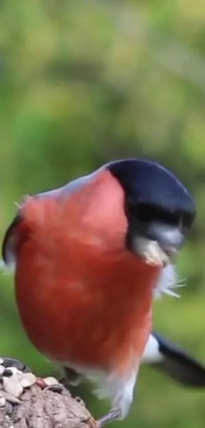 Close-up of a bullfinch bird on tree with green background.