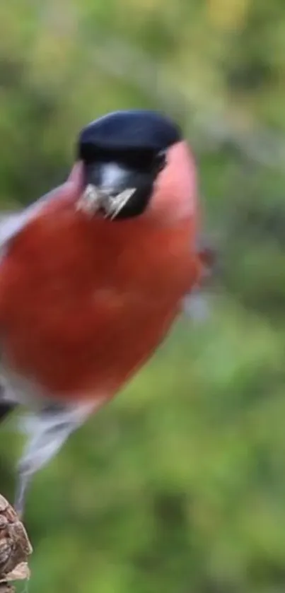 Bullfinch in flight with green background