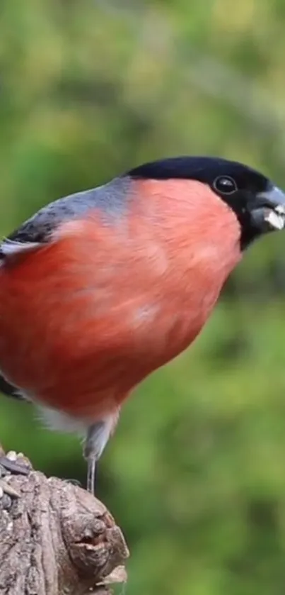 Bullfinch perched on a tree branch with a blurred green background.