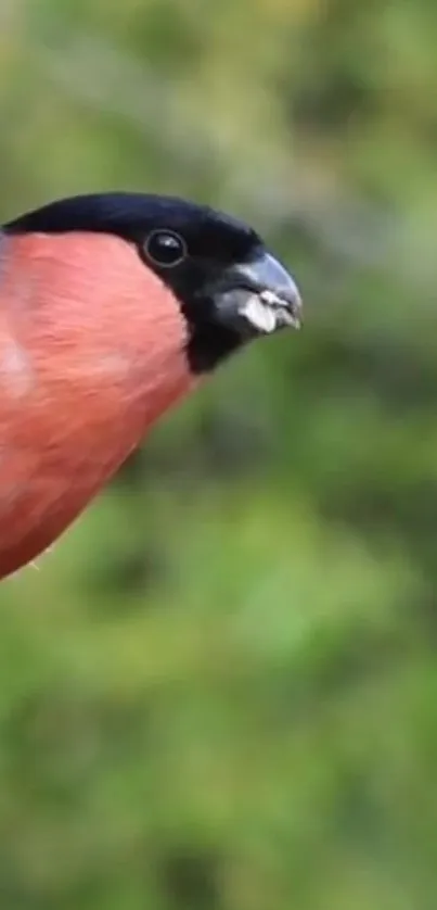 Bullfinch perched against a lush green background.