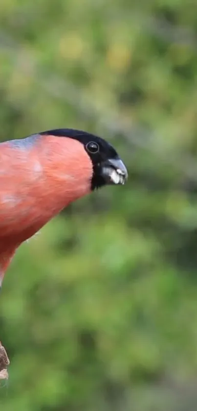 Vibrant bullfinch perched on a branch with a lush green background.