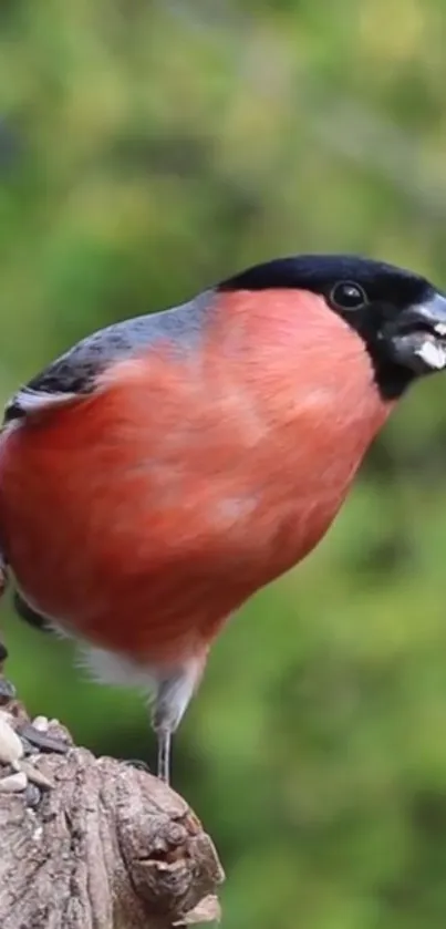 Bullfinch perched on a tree branch wallpaper showcasing vibrant colors.