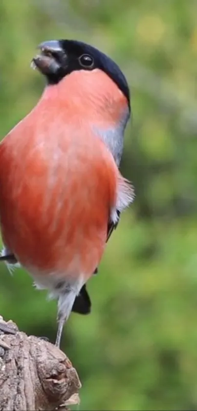 Colorful bullfinch perched on a branch with a green natural background.