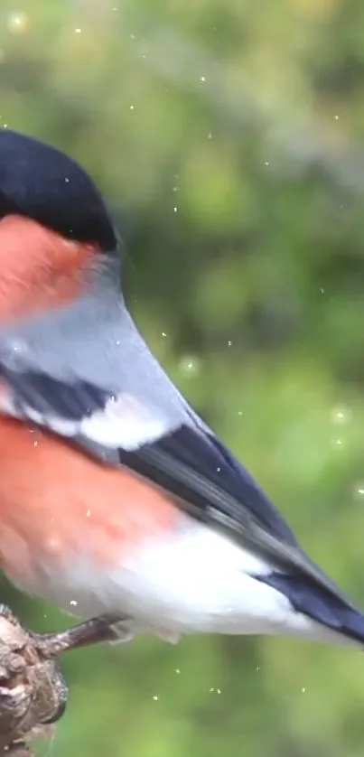 Bullfinch perched on a branch with a green blurred background.