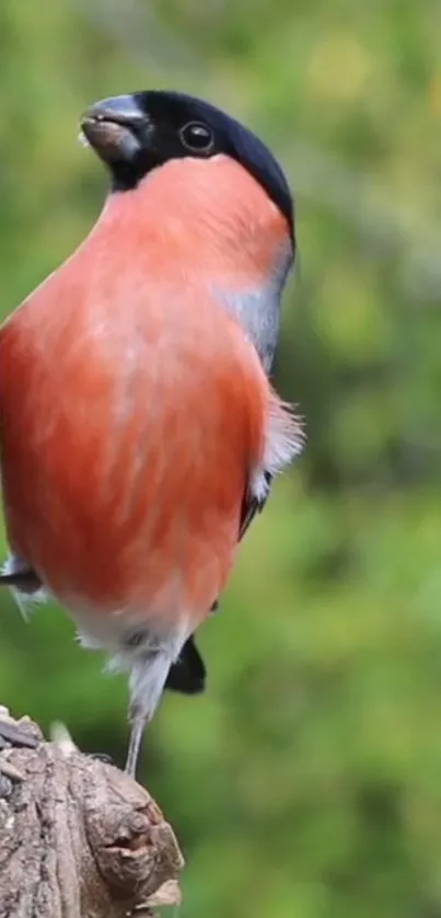 Colorful bullfinch perched on a tree branch with a green background.