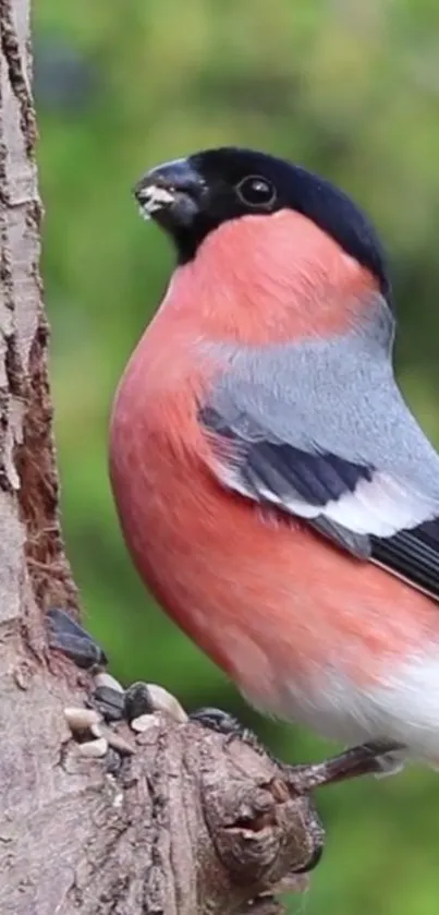 Bullfinch bird perched on tree with green forest background.