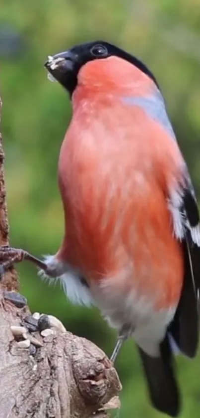 A vibrant bullfinch with orange plumage perched on a tree branch.