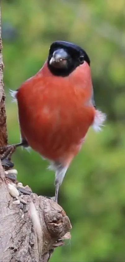 Vibrant bullfinch perched on tree with natural green background.