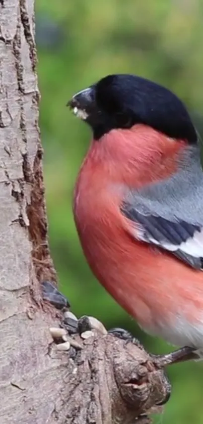 A vibrant bullfinch perched on a tree trunk with a green background.