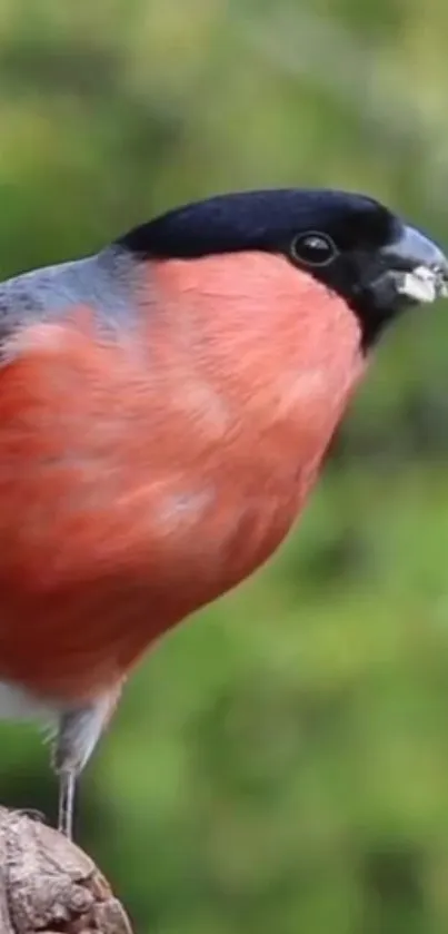 Bullfinch with vibrant plumage on a green background.