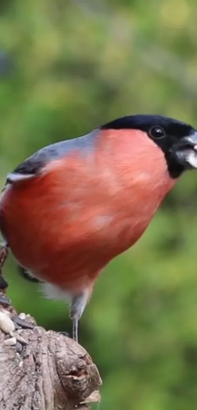 Bullfinch with red plumage perched on a tree with green background.