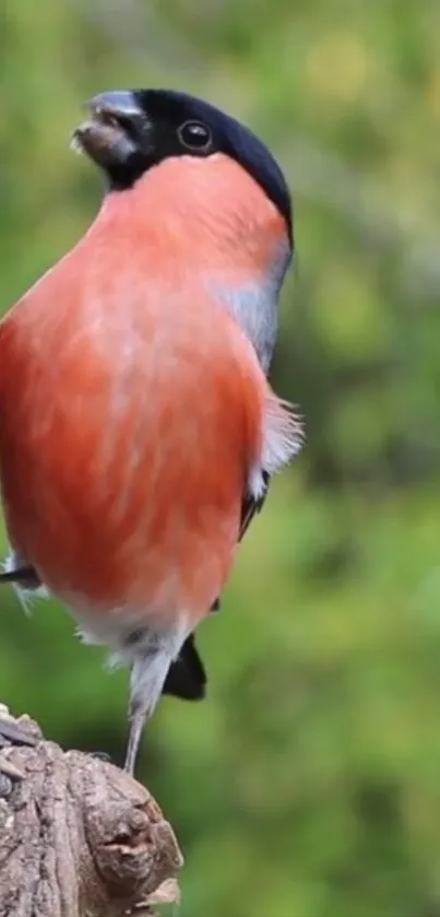 Bullfinch perched on a branch, vibrant against a green background.