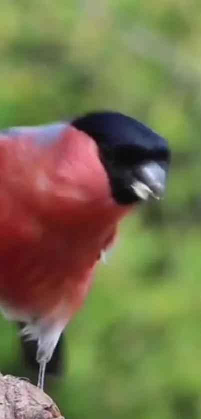 Vibrant bullfinch with red plumage on a lush green background.