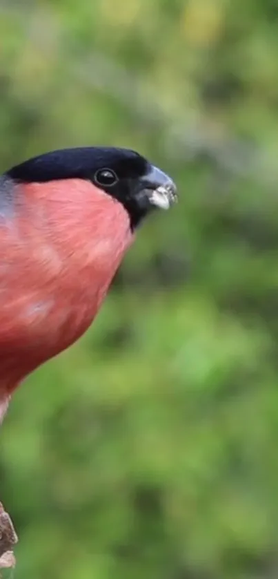 Vibrant bullfinch on a branch with lush green background.