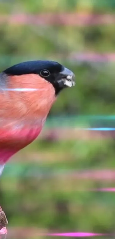 Vibrant bullfinch perched with colorful blurred background.