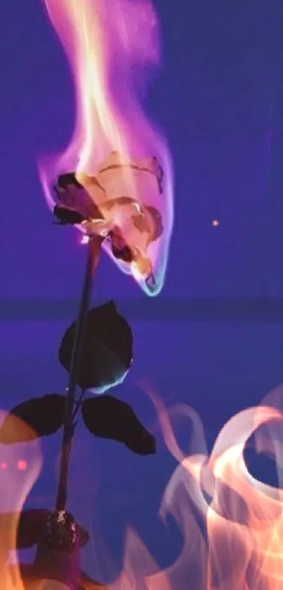 Burning rose with purple background.