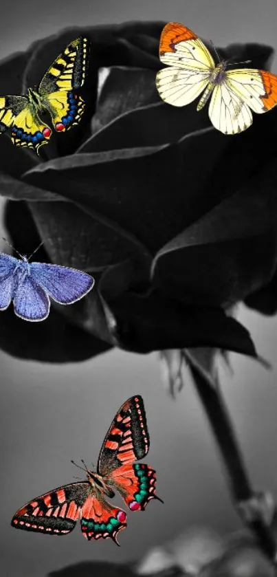 Colorful butterflies on a black rose wallpaper.