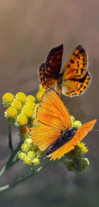 Orange butterflies resting on vibrant yellow flowers in nature.