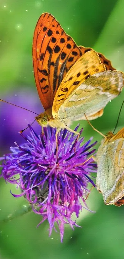 Two vibrant orange butterflies on a purple flower.