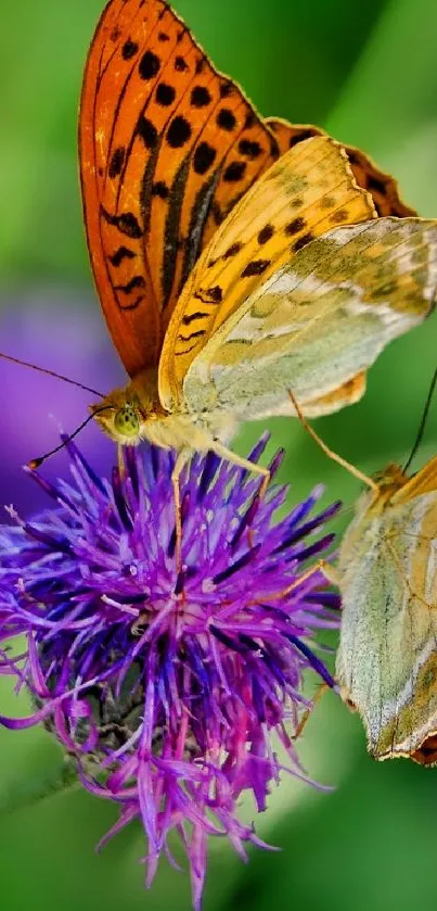 Two orange butterflies on a purple flower.