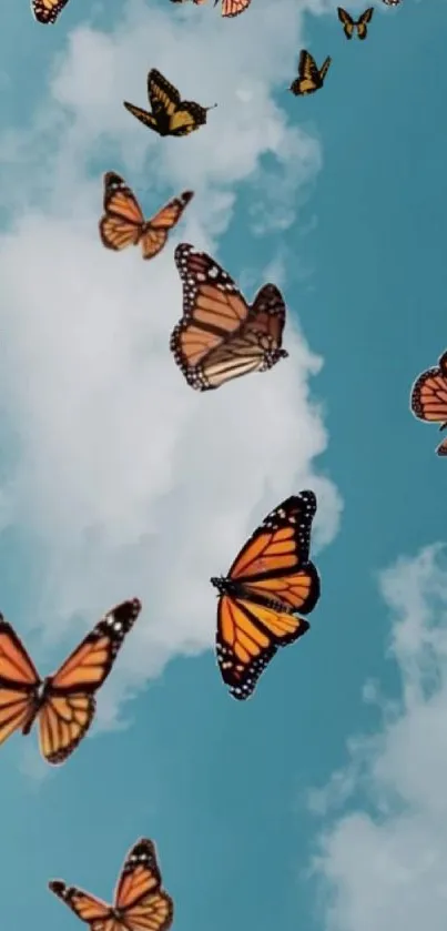 Orange Monarch butterflies on a blue sky with clouds.