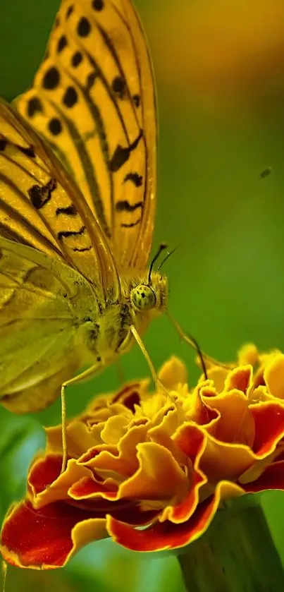 Yellow butterfly on vibrant marigold flower closeup.