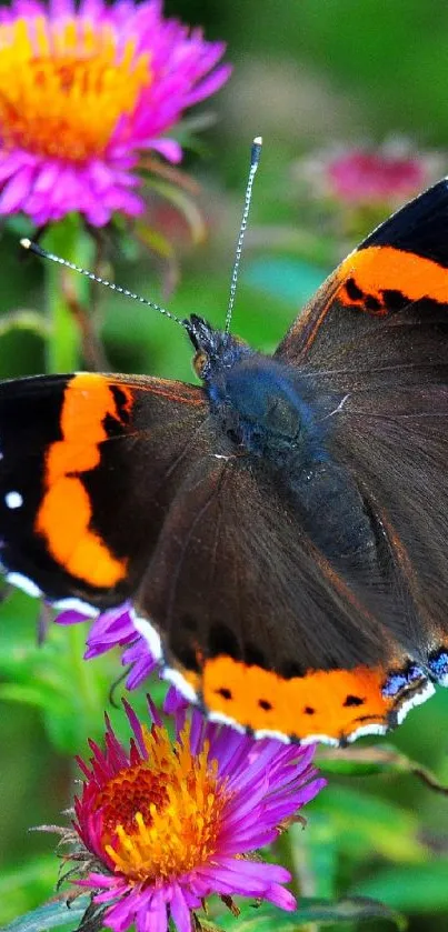 Butterfly on pink flowers with vibrant colors in a natural setting.