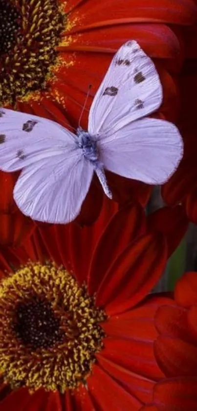 White butterfly resting on vibrant orange flowers.