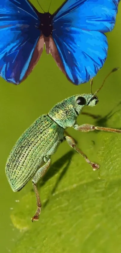 Blue butterfly and green beetle on leaf wallpaper.