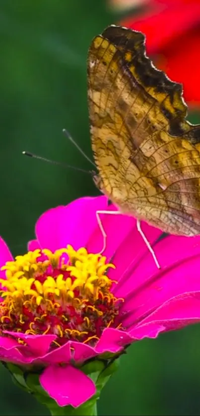 Butterfly perched on a vivid pink flower, highlighting nature's vibrant beauty.