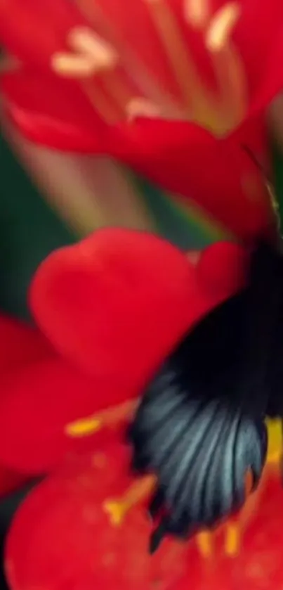 Vibrant butterfly on a vivid red flower close-up.